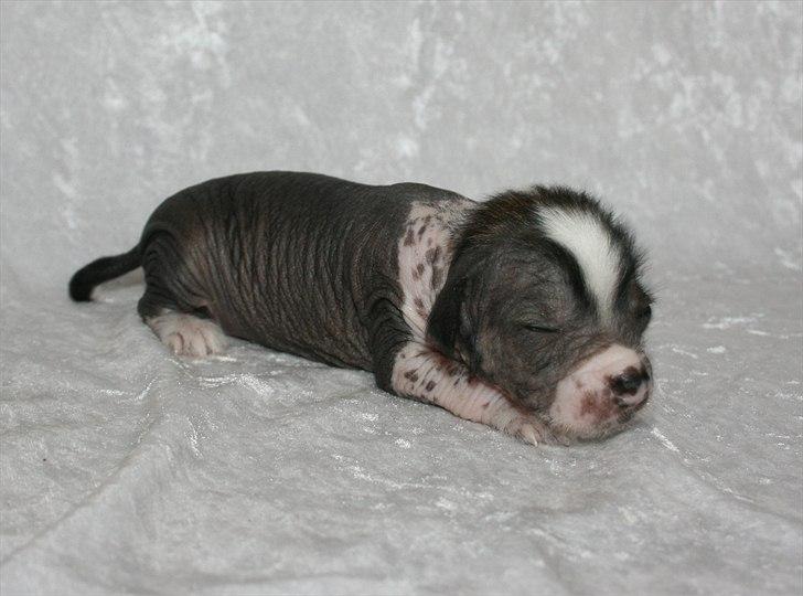 Kinesisk hårløs hvalpe billede 10