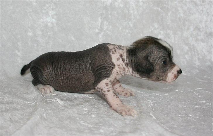 Kinesisk hårløs hvalpe billede 11