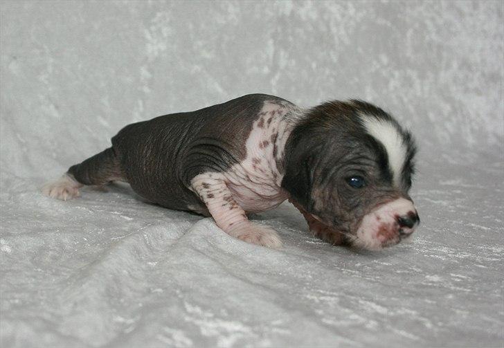 Kinesisk hårløs hvalpe billede 12