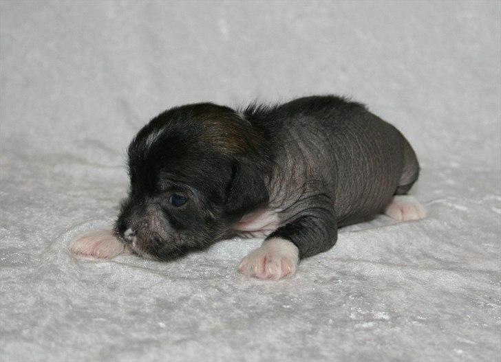 Kinesisk hårløs hvalpe billede 13