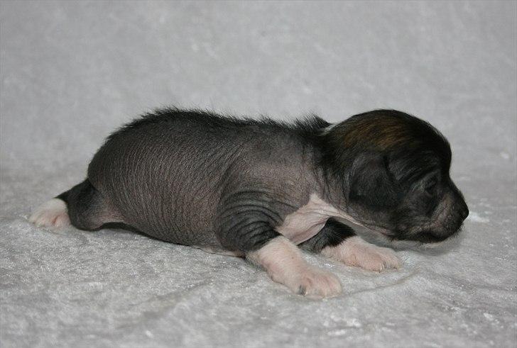 Kinesisk hårløs hvalpe billede 14