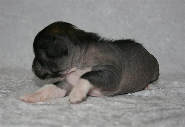 Kinesisk hårløs hvalpe billede 15