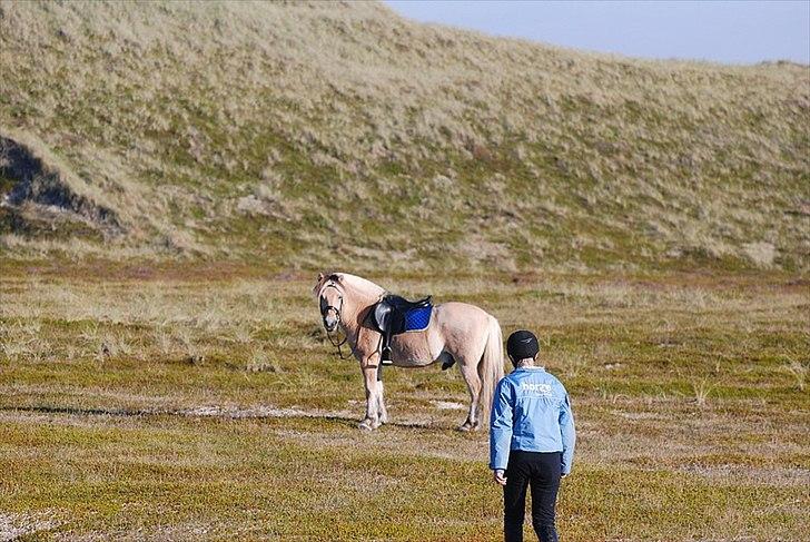 Gule som strand"løve" - På jagt efter Gule...

Han smuttede fra mig da jeg skulle ta billeder af Lisbeth og Wadi... billede 2