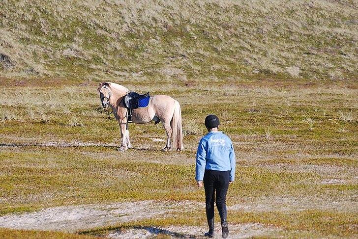 Gule som strand"løve" billede 3
