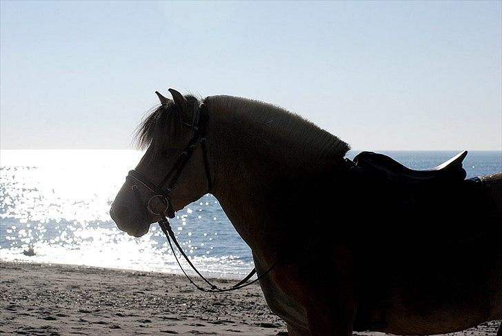 Gule som strand"løve" billede 4