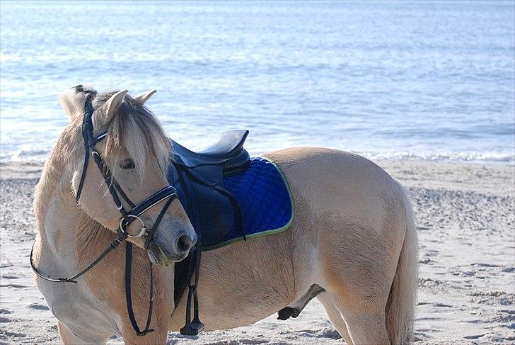 Gule som strand"løve" billede 5