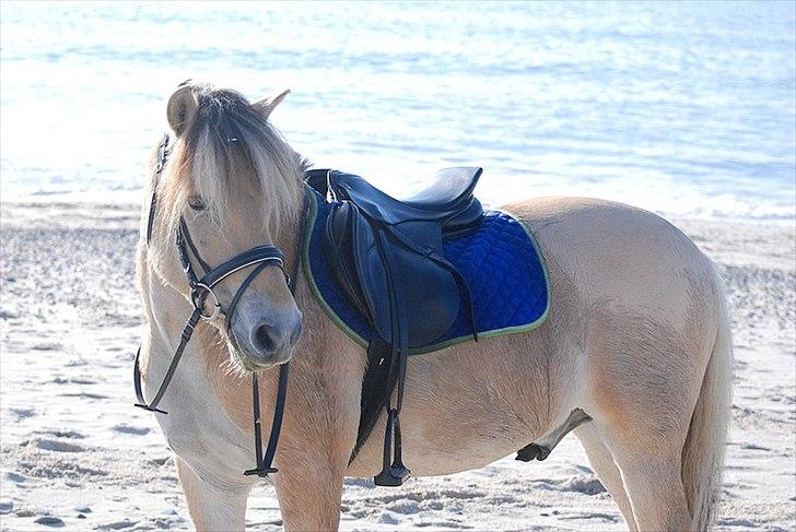 Gule som strand"løve" billede 6