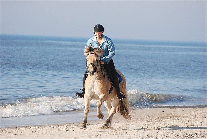 Gule som strand"løve" billede 7