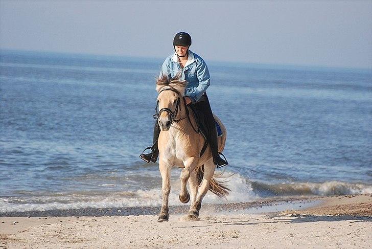 Gule som strand"løve" billede 8