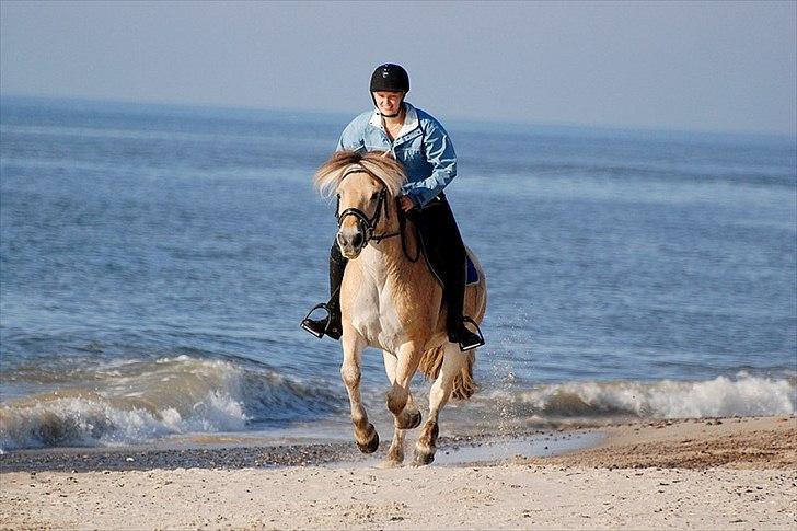 Gule som strand"løve" billede 9