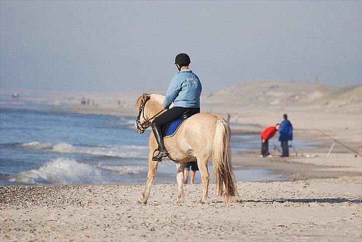 Gule som strand"løve" billede 10