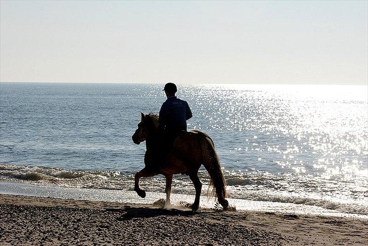 Gule som strand"løve" billede 11