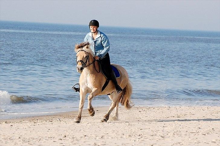 Gule som strand"løve" billede 12