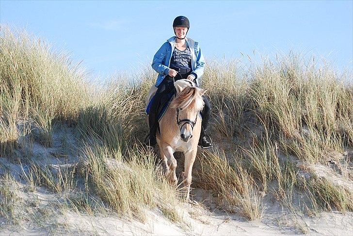 Gule som strand"løve" billede 13