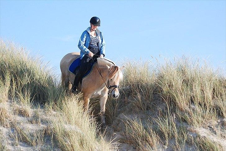 Gule som strand"løve" billede 14