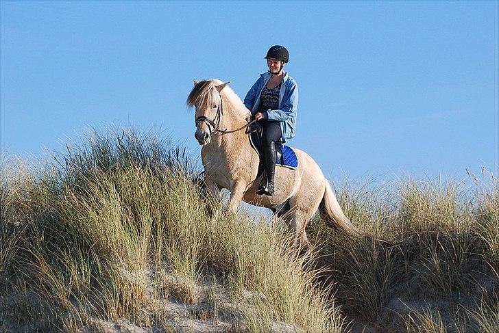 Gule som strand"løve" billede 15