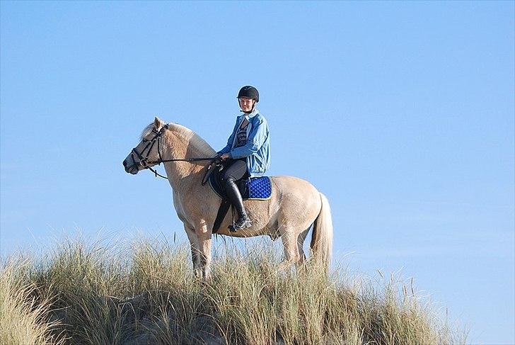 Gule som strand"løve" billede 16