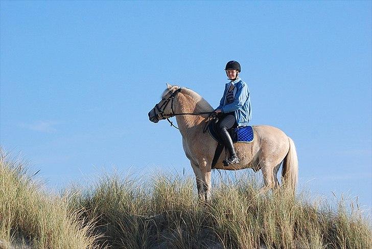 Gule som strand"løve" billede 17