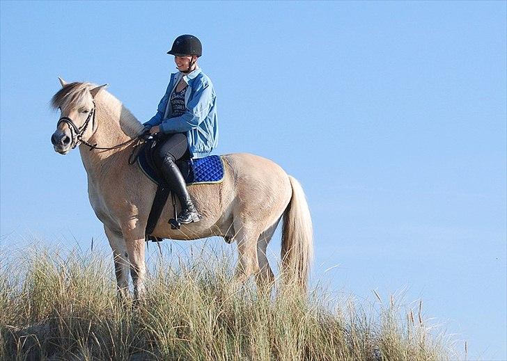 Gule som strand"løve" billede 18