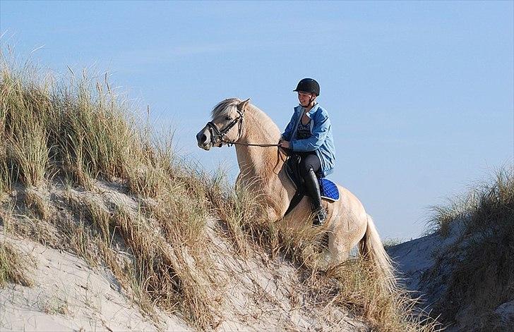 Gule som strand"løve" billede 19