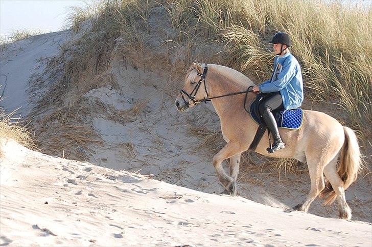 Gule som strand"løve" billede 20