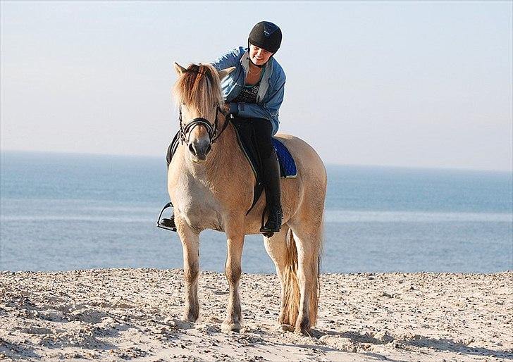 Gule som strand"løve" billede 21