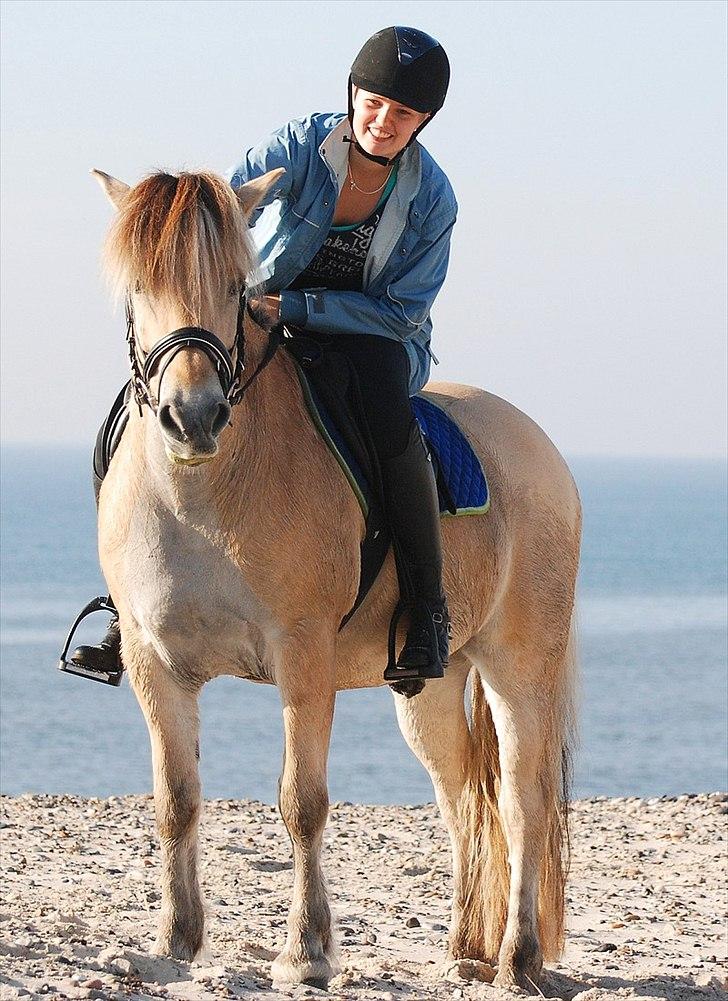 Gule som strand"løve" billede 22