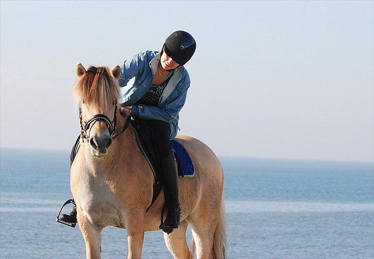 Gule som strand"løve" billede 23