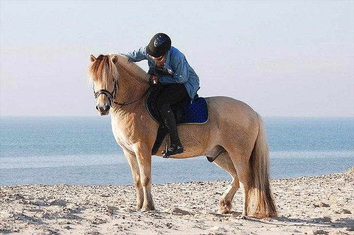 Gule som strand"løve" billede 1