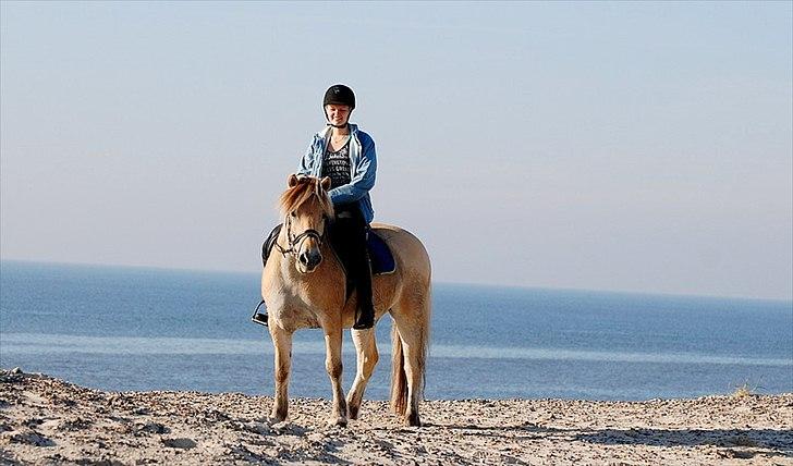 Gule som strand"løve" billede 24