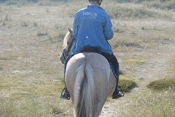 Gule som strand"løve" billede 25