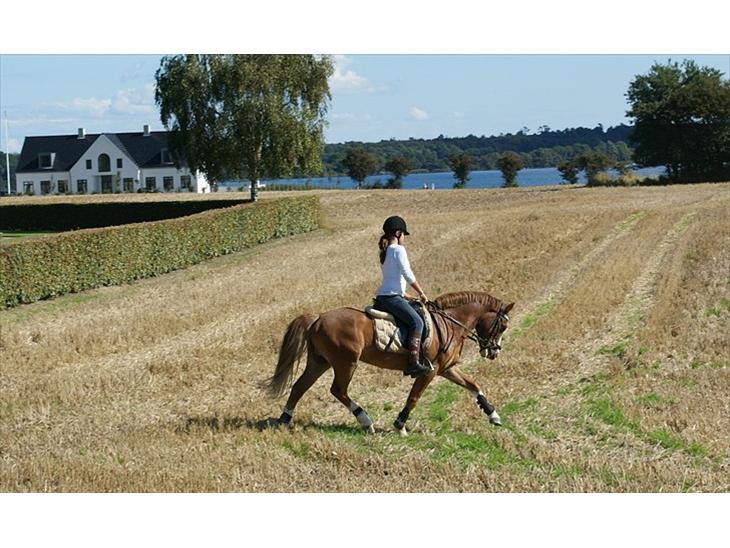 {{currentPhoto.altText}} billede {{currentPhoto.number}}