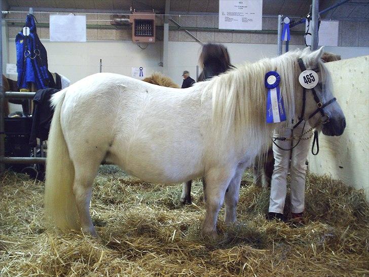 Kåring og dyreskuer - Kimberskuet 2010 billede 10