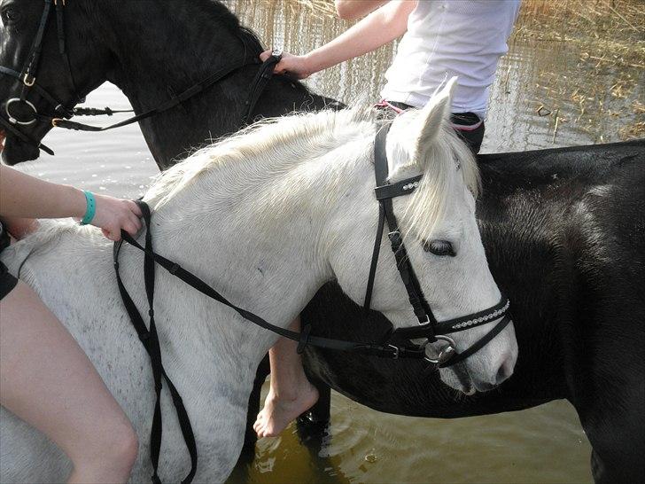 Ude og bade med Whisser og Avance :D billede 8