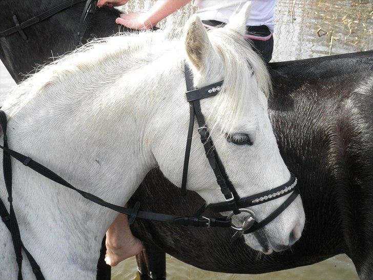 Ude og bade med Whisser og Avance :D billede 9