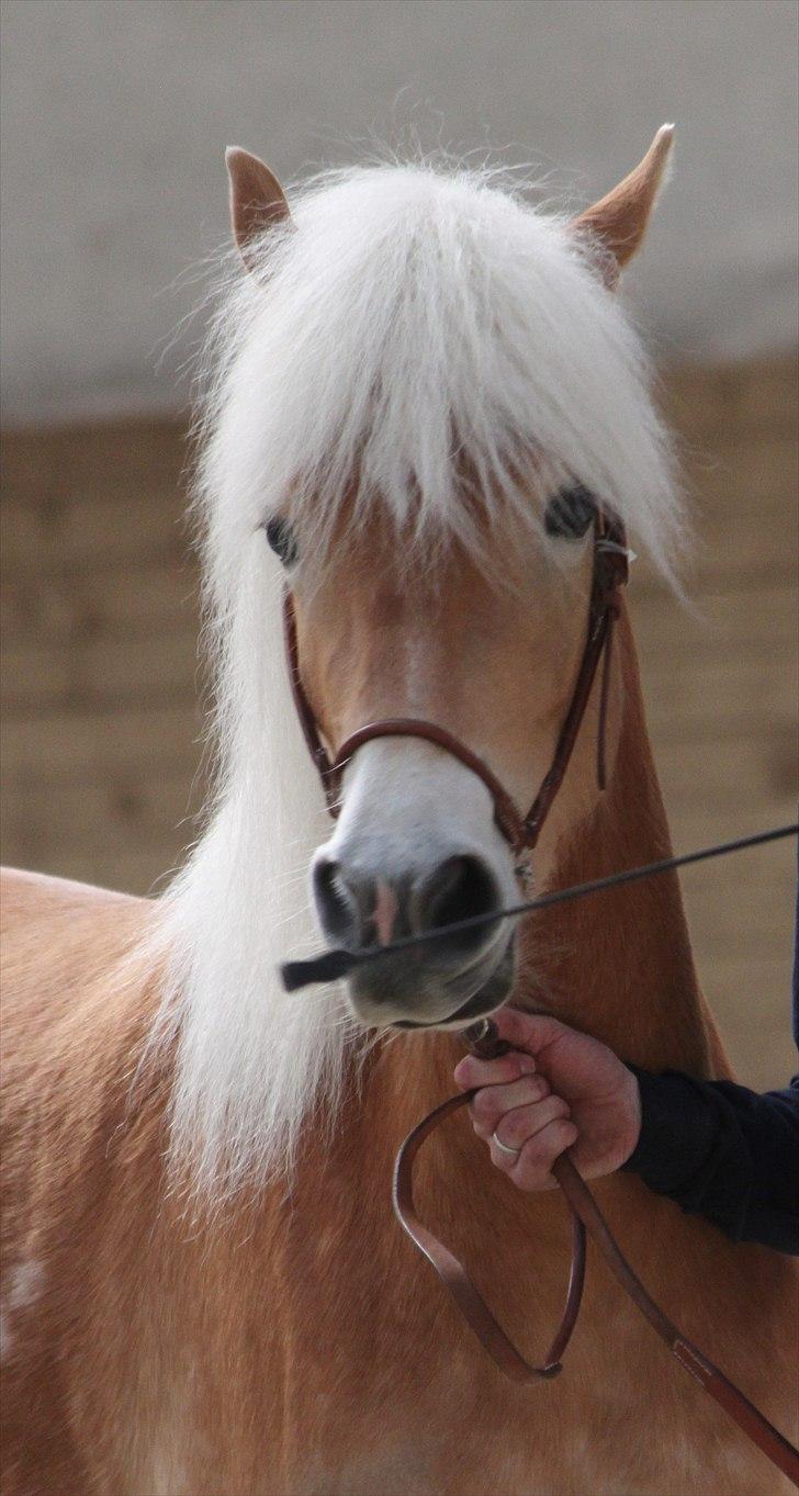 Haflinger (DTH) kåring 2011 - Kat. nr. 83 Susette, 3 års hoppe, 73 p. billede 1