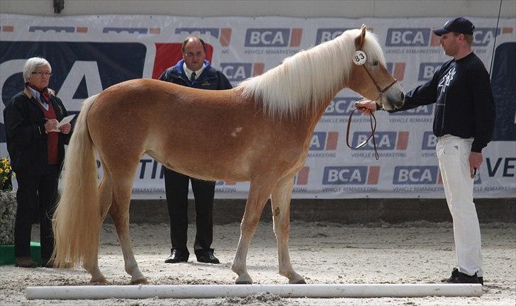 Haflinger (DTH) kåring 2011 - Kat. nr. 83 Susette, 3 års hoppe, 73 p. billede 2
