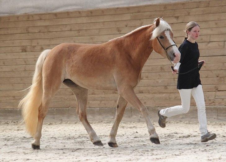 Haflinger (DTH) kåring 2011 - Kat. nr. 82 Hazel af Brunbjerg, 3 års hoppe, stambog 2 (ikke kåret) billede 3