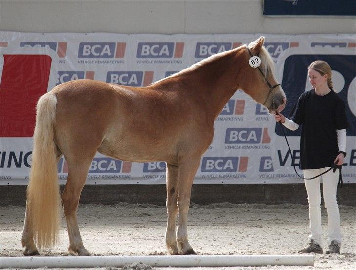 Haflinger (DTH) kåring 2011 - Kat. nr. 82 Hazel af Brunbjerg, 3 års hoppe, stambog 2 (ikke kåret) billede 4