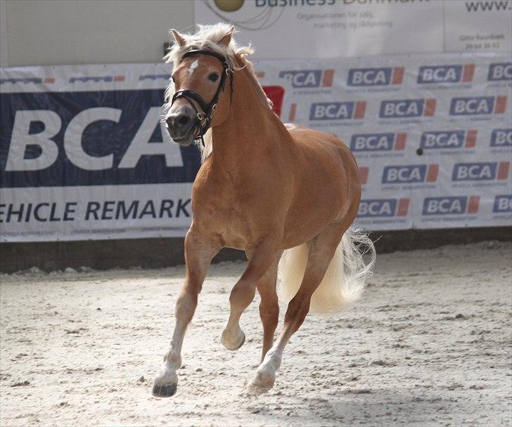 Haflinger (DTH) kåring 2011 - Kat. nr. 81 Amandus af Mosegaarden, 4 års hingst, ikke kåret. billede 5