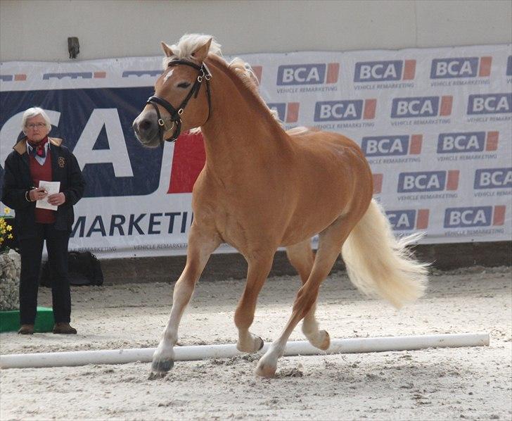Haflinger (DTH) kåring 2011 - Kat. nr. 81 Amandus af Mosegaarden, 4 års hingst, ikke kåret. billede 6