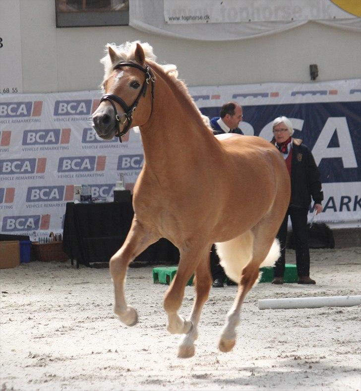 Haflinger (DTH) kåring 2011 - Kat. nr. 81 Amandus af Mosegaarden, 4 års hingst, ikke kåret. billede 7