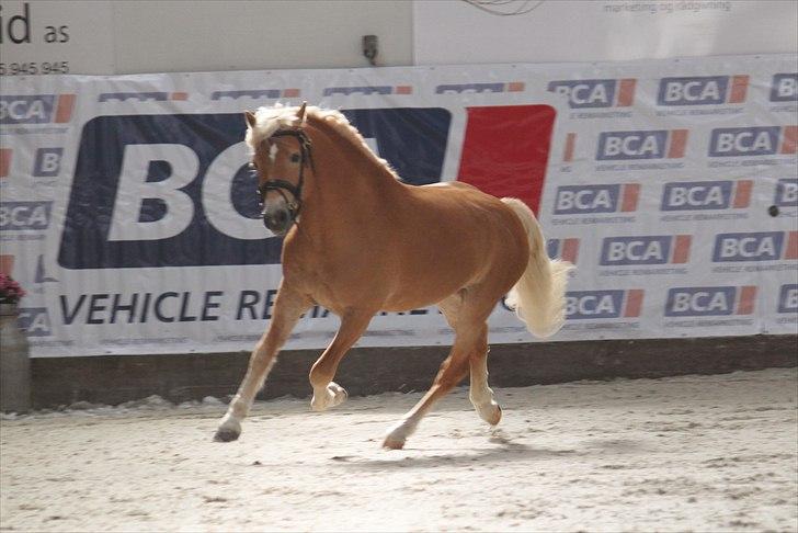 Haflinger (DTH) kåring 2011 - Kat. nr. 81 Amandus af Mosegaarden, 4 års hingst, ikke kåret. billede 8