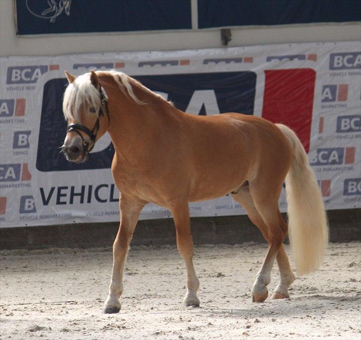 Haflinger (DTH) kåring 2011 - Kat. nr. 81 Amandus af Mosegaarden, 4 års hingst, ikke kåret. billede 9