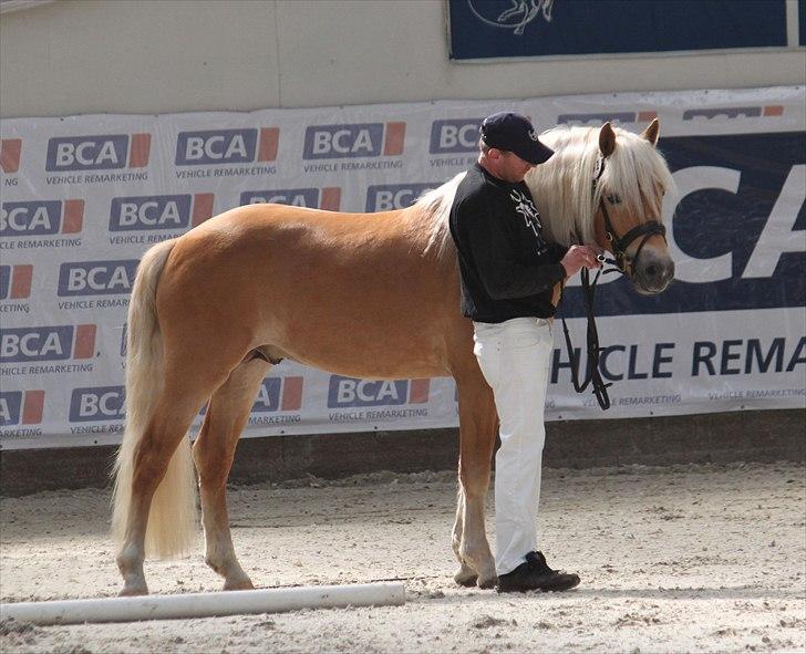 Haflinger (DTH) kåring 2011 - Kat. nr. 81 Amandus af Mosegaarden, 4 års hingst, ikke kåret. billede 10