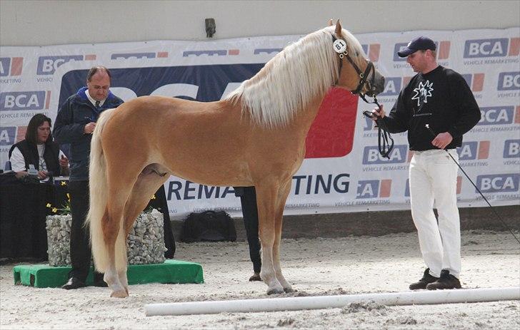 Haflinger (DTH) kåring 2011 - Kat. nr. 81 Amandus af Mosegaarden, 4 års hingst, ikke kåret. billede 11