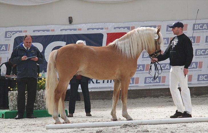 Haflinger (DTH) kåring 2011 - Kat. nr. 81 Amandus af Mosegaarden, 4 års hingst, ikke kåret. billede 12