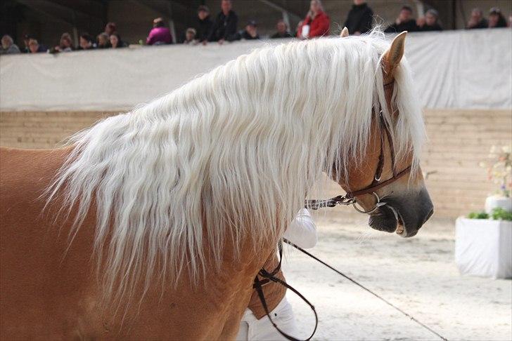Haflinger (DTH) kåring 2011 - Avlshingsten Liz. Winterling billede 13