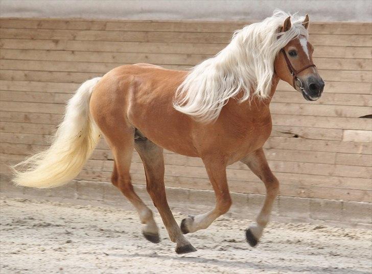 Haflinger (DTH) kåring 2011 - Avlshingsten Liz. Winterling billede 14