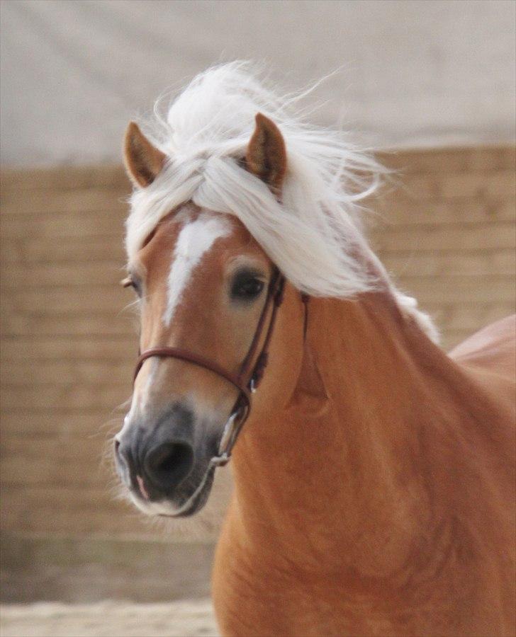 Haflinger (DTH) kåring 2011 - Avlshingsten Liz. Winterling billede 15